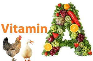 Vai tro Vitamin A trong chan nuoi gia suc gia cam